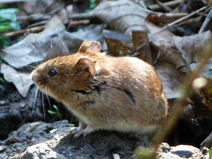 Feldmaus
