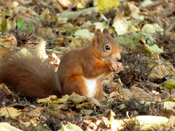 Eichhörnchen