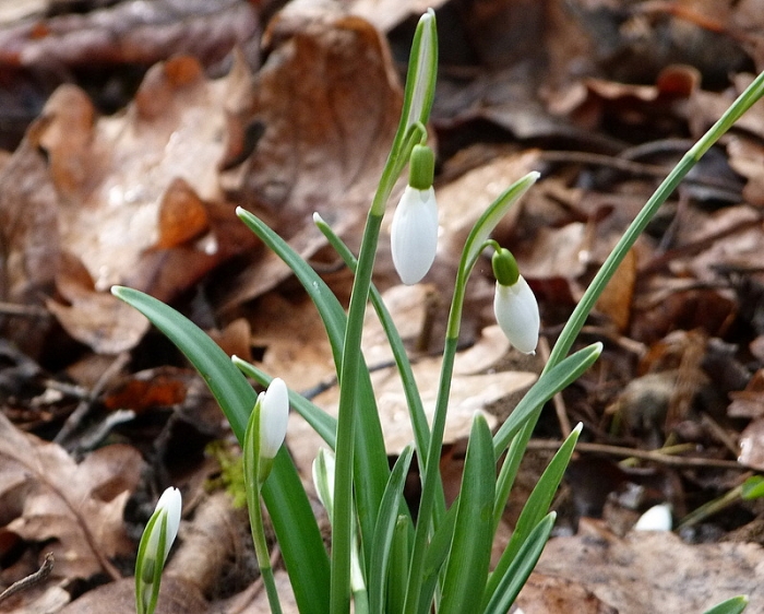 Schneeglöckchen