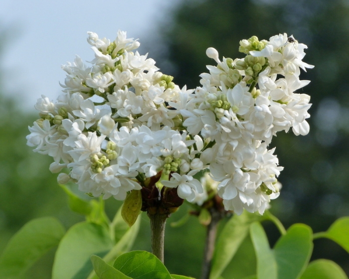 Weißer Flieder