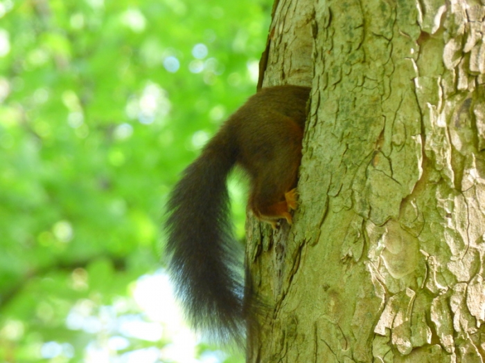 Eichhörnchen
