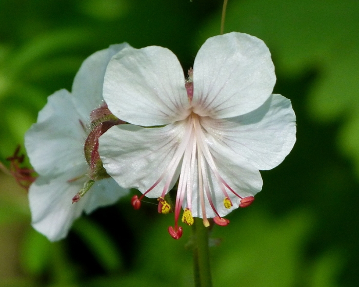Felsen Storchschnabel