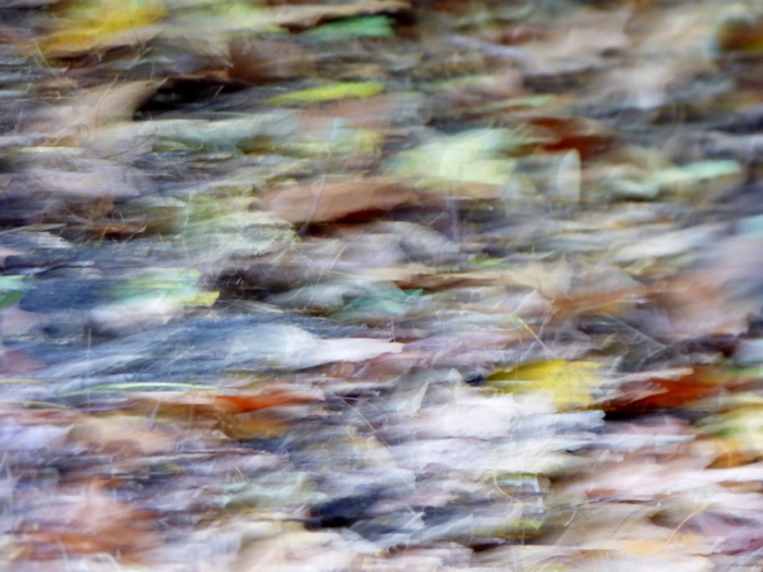 Herbstblätter im Wind