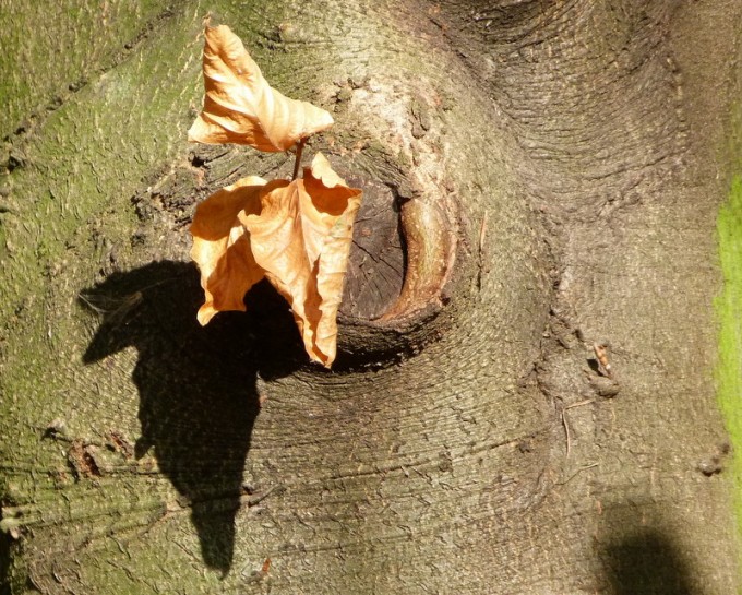 Blätter am Baumstamm
