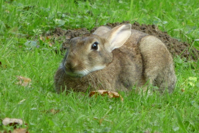 Wildkaninchen