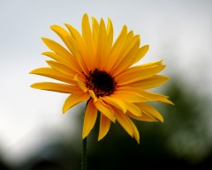 Helianthus tuberosus Helianthus tuberosus
