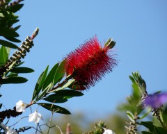 Lampenputzer Lampenputzer