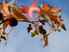 Herbstblaetter Herbstblaetter
