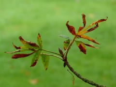 Herbstblaetter Herbstblaetter