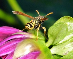 Wespe Wespe