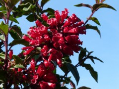 Kleine Blüten Kleine Blüten