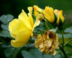 Werden und Vergehen Werden und Vergehen