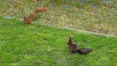 Zwei Eichhörnchen auf unserer Wiese