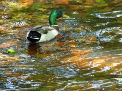 Ente Ente