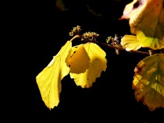 Herbstblätter Herbstblätter