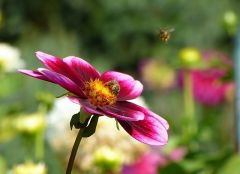 Dahlie und Bienen