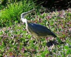 Fischreiher Fischreiher