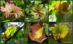 Herbstblätter Herbstblätter