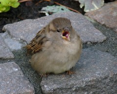 Spatzenjunges Spatzenjunges