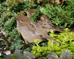 Zwei Spatzen Zwei Spatzen