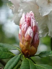 Knospe vom Rhododendron