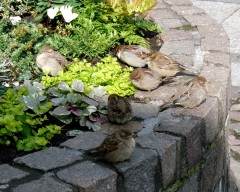 Spatzenfamlie Spatzenfamlie