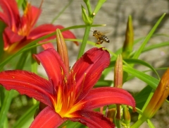 Biene von Blüte zu Blüte