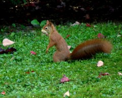 Eichhörnchen Eichhörnchen