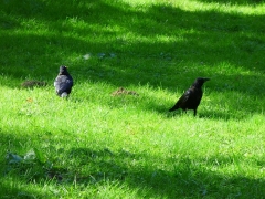 Sonnenblume Sonnenblume