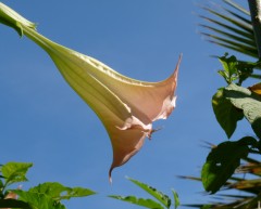 Trompetenblüte Trompetenblüte