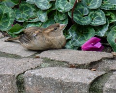 Spatzenjunges Spatzenjunges