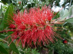 Lampenputzer Lampenputzer