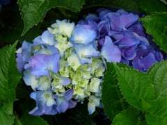 Hortensien Hortensien
