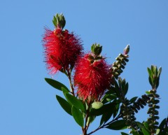 Lampenputzer Lampenputzer