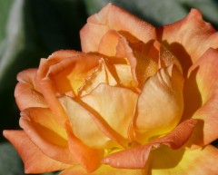 Oktoberrose Oktoberrose