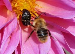 Biene Und Käfer