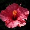 Hibiskus