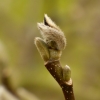 Magnolienknospe