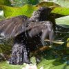 Amsel