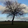 Baum