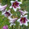 Lilien