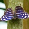 Schmetterling