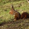 Eichhörnchen