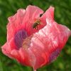 Mohn und Biene