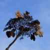 Tellerhortensie vertrocknet