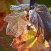 Herbstblätter gefroren