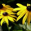 Rudbeckia