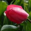 Tulpe