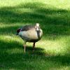 Nilgans