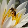 Biene in der Seerose